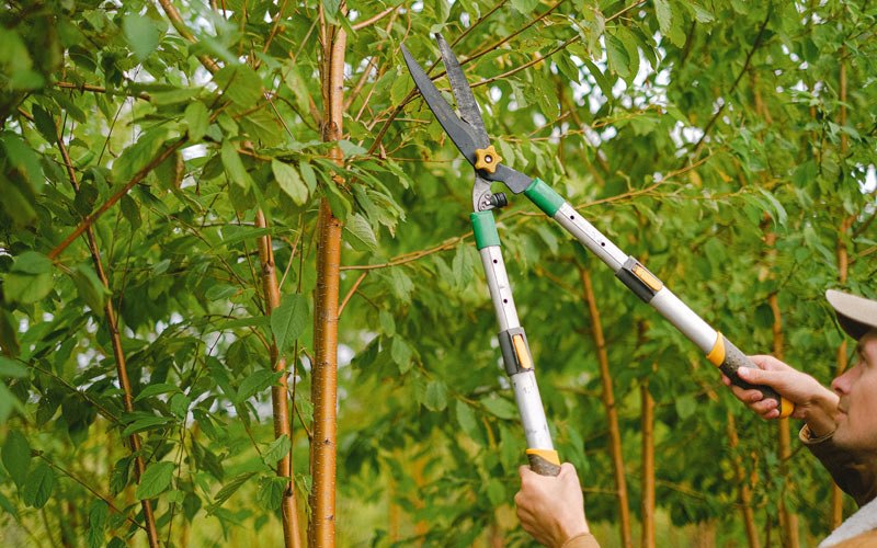 Tree trimming in Mechanicsburg, IL
