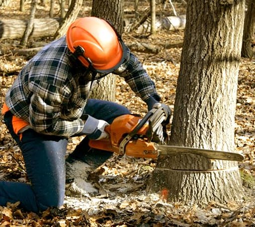 Tree Removal in Mechanicsburg, IL